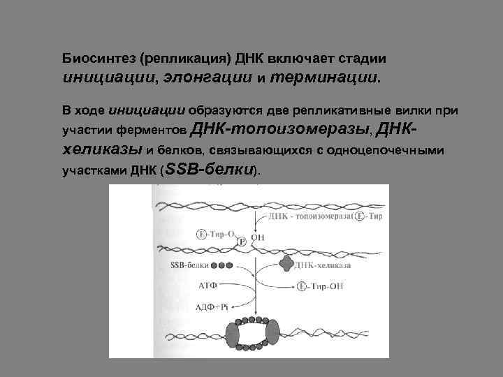 В процессе репликации участвуют ферменты