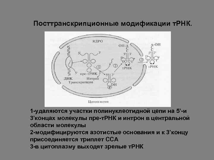 Цитоплазма рнк. Посттранскрипционные модификации РНК. Посттранскрипционные модификации ТРНК. Модификация пре модификация ТРНК. Посттранскрипционные модификации пре-РНК.