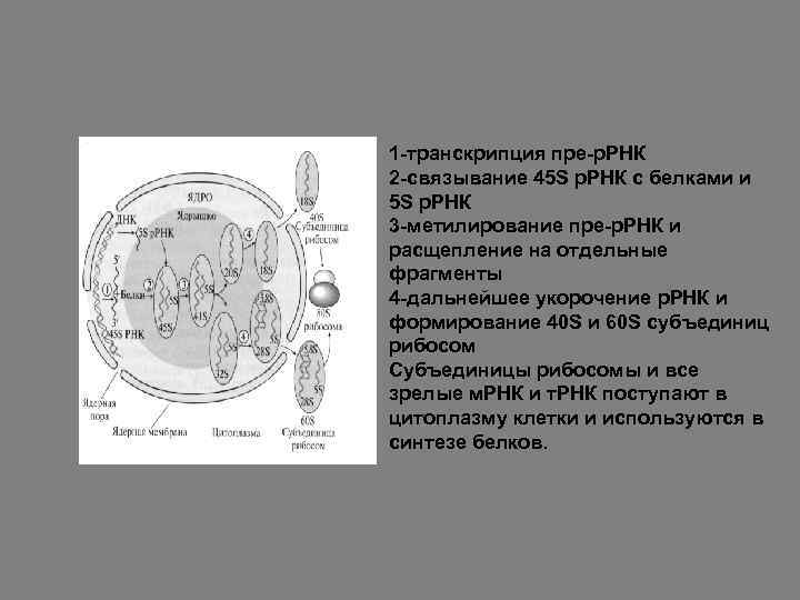 1 -транскрипция пре-р. РНК 2 -связывание 45 S р. РНК с белками и 5