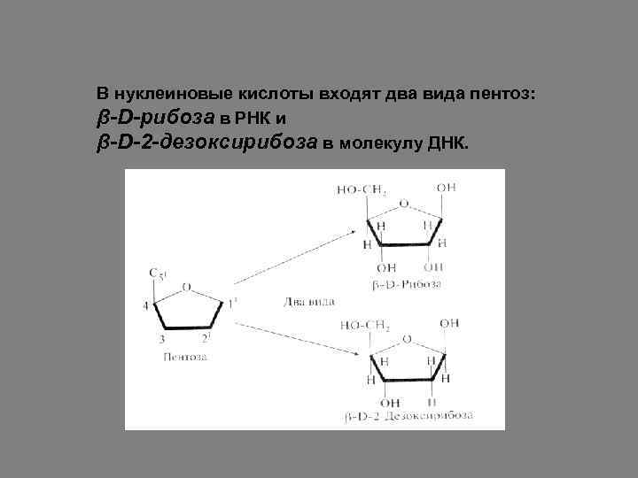 В нуклеиновые кислоты входят два вида пентоз: β-D-рибоза в РНК и β-D-2 -дезоксирибоза в