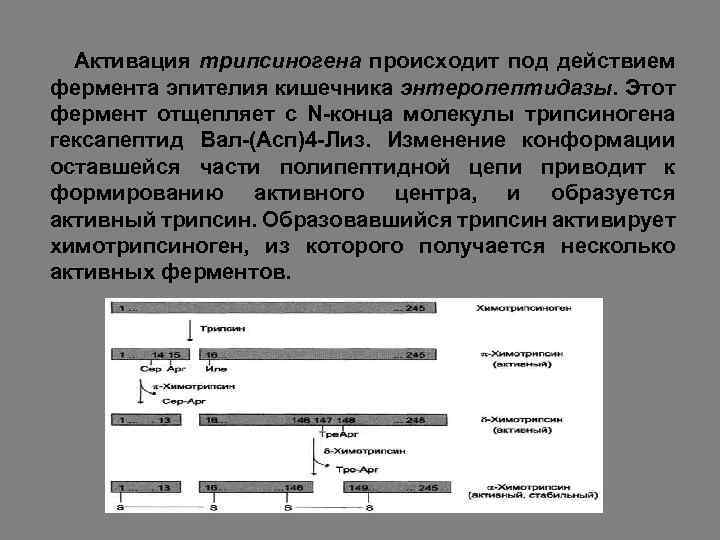 Активация трипсиногена происходит под действием фермента эпителия кишечника энтеропептидазы. Этот фермент отщепляет с N-конца