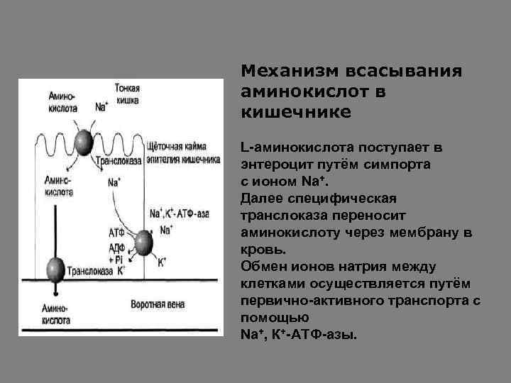 Механизм всасывания аминокислот в кишечнике L-аминокислота поступает в энтероцит путём симпорта с ионом Na+.