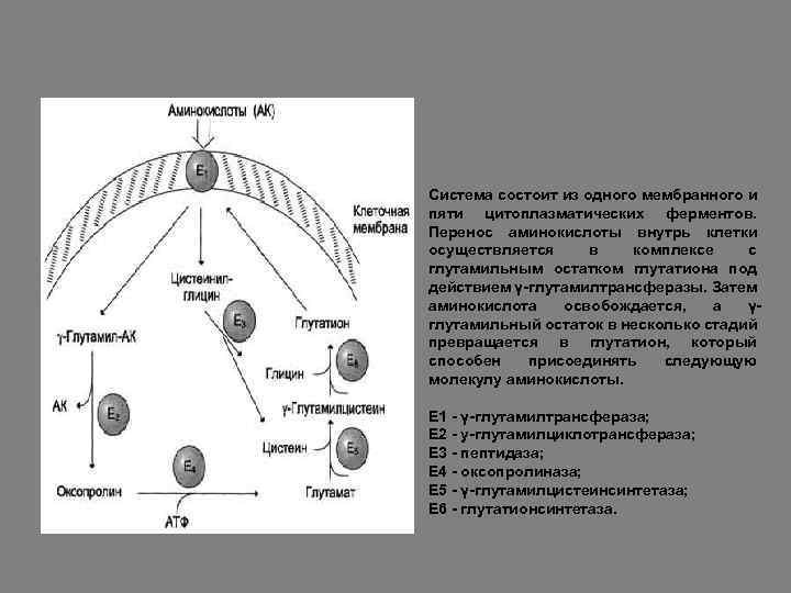 Система состоит из одного мембранного и пяти цитоплазматических ферментов. Перенос аминокислоты внутрь клетки осуществляется