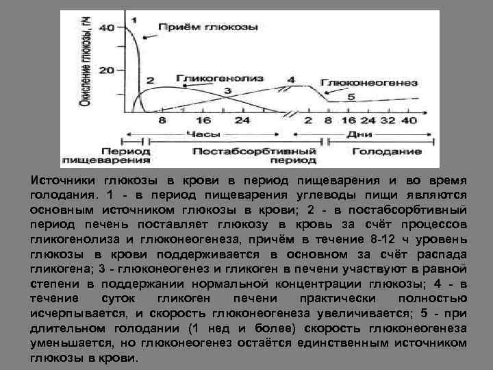 Источники глюкозы в крови в период пищеварения и во время голодания. 1 - в