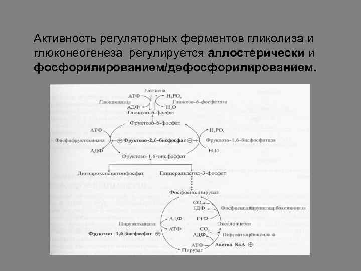 Гликолиз схема процесса ферменты и их локализация