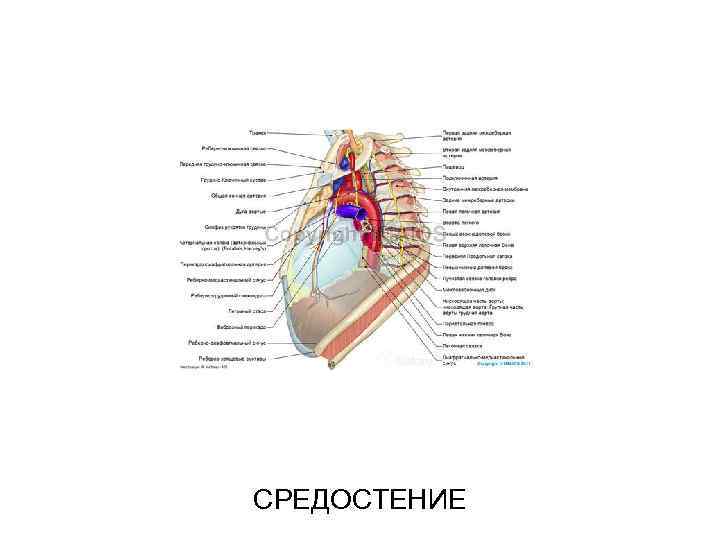 СРЕДОСТЕНИЕ 