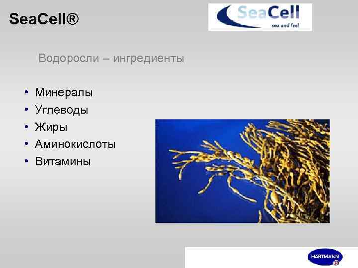 Sea. Cell® Водоросли – ингредиенты • • • Минералы Углеводы Жиры Аминокислоты Витамины 