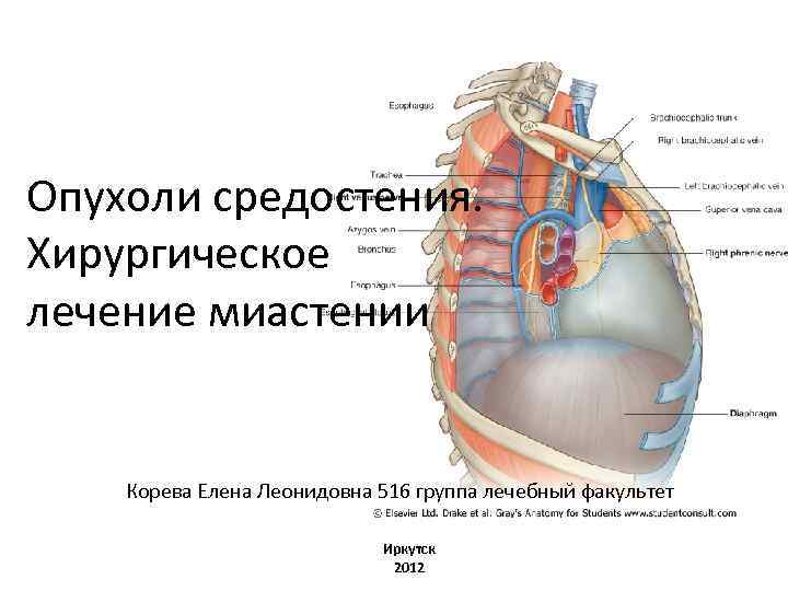 Рак средостения. Жировая клетчатка средостения. Локализация опухолей средостения. Нижнее средостение. Органы, расположенные в средостении.