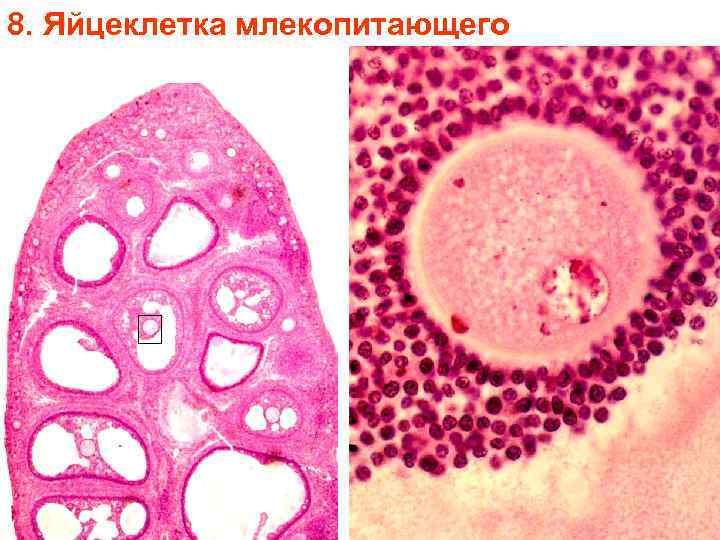 8. Яйцеклетка млекопитающего 