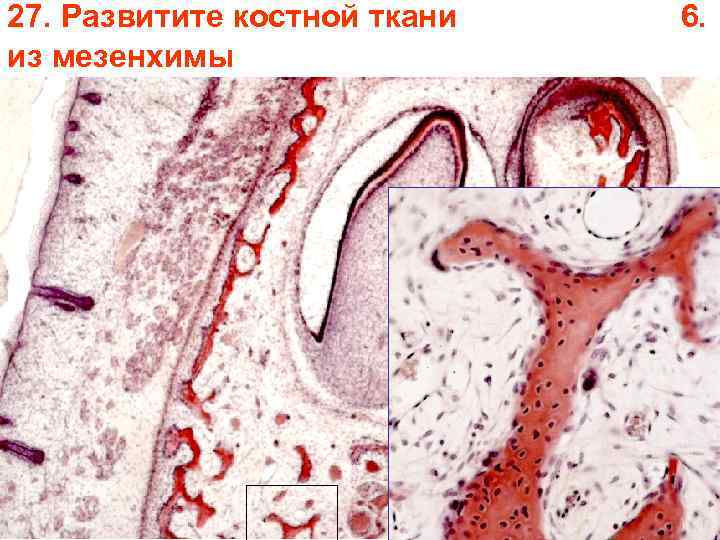 27. Развитите костной ткани из мезенхимы 6. 