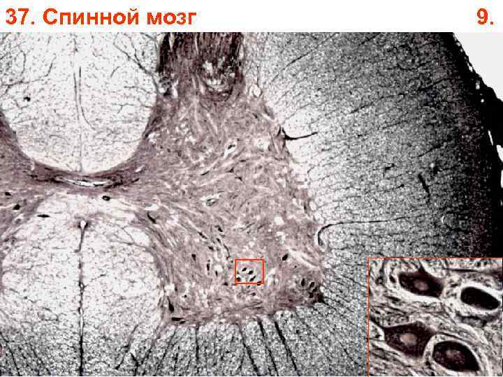 37. Спинной мозг 9. 