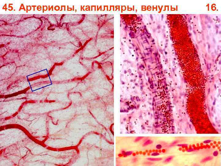 45. Артериолы, капилляры, венулы 16. 