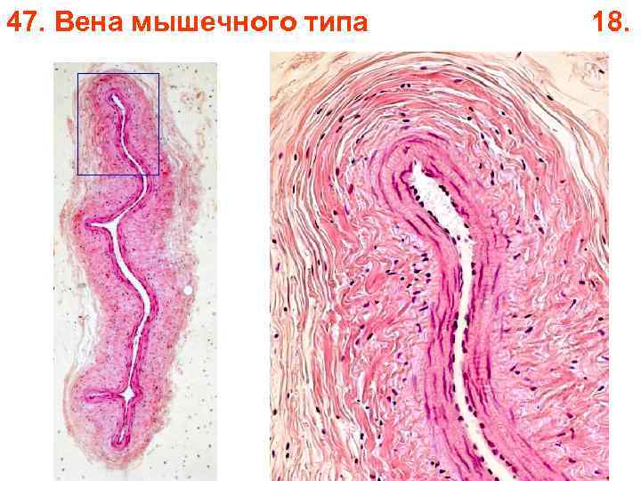 47. Вена мышечного типа 18. 