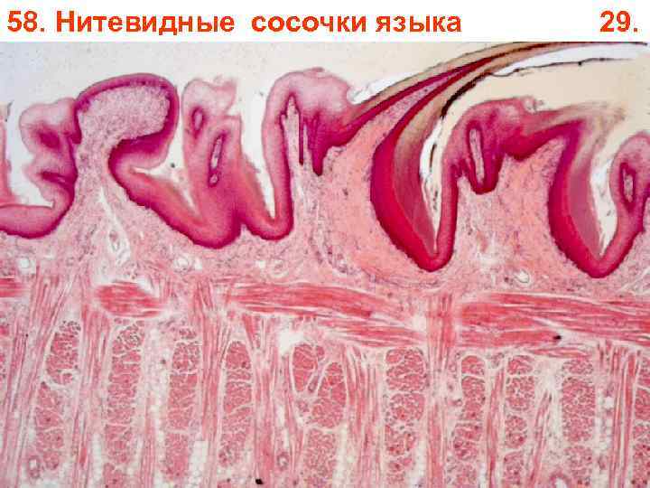 58. Нитевидные сосочки языка 29. 