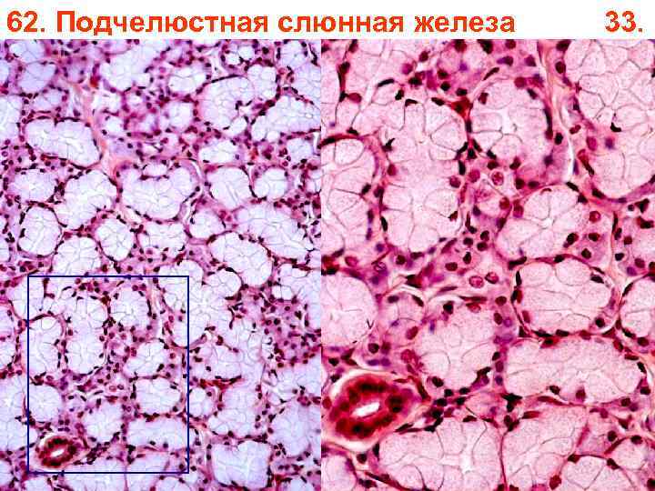 62. Подчелюстная слюнная железа 33. 