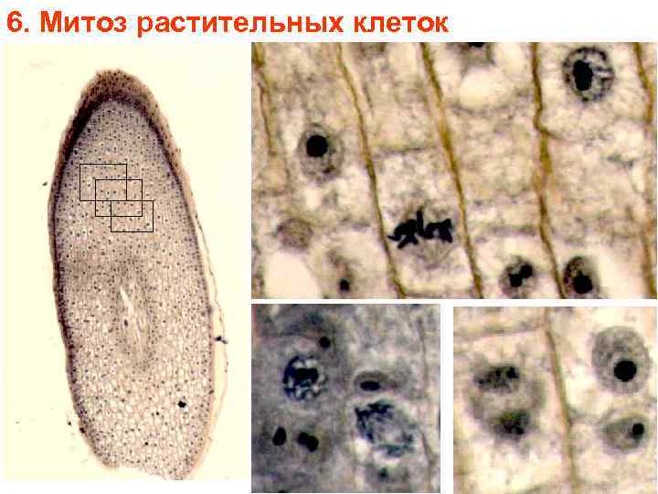 6. Митоз растительных клеток 