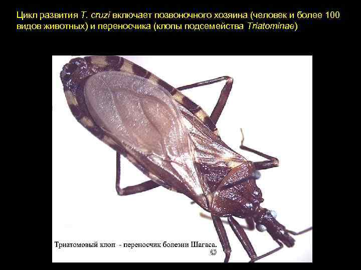 Цикл развития T. cruzi включает позвоночного хозяина (человек и более 100 видов животных) и