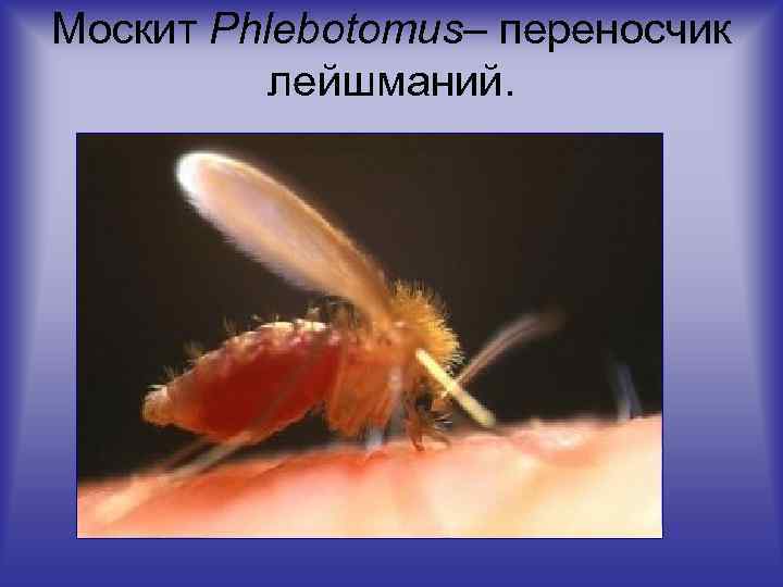 Москит Phlebotomus– переносчик лейшманий. 