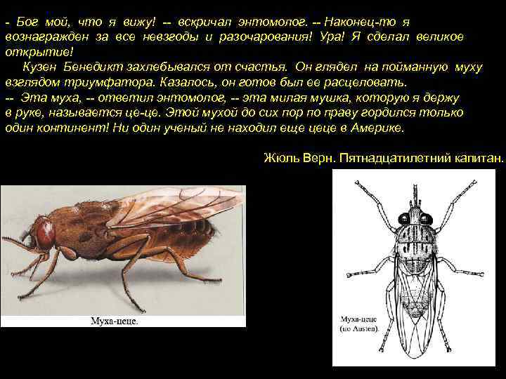 - Бог мой, что я вижу! -- вскричал энтомолог. -- Наконец-то я вознагражден за
