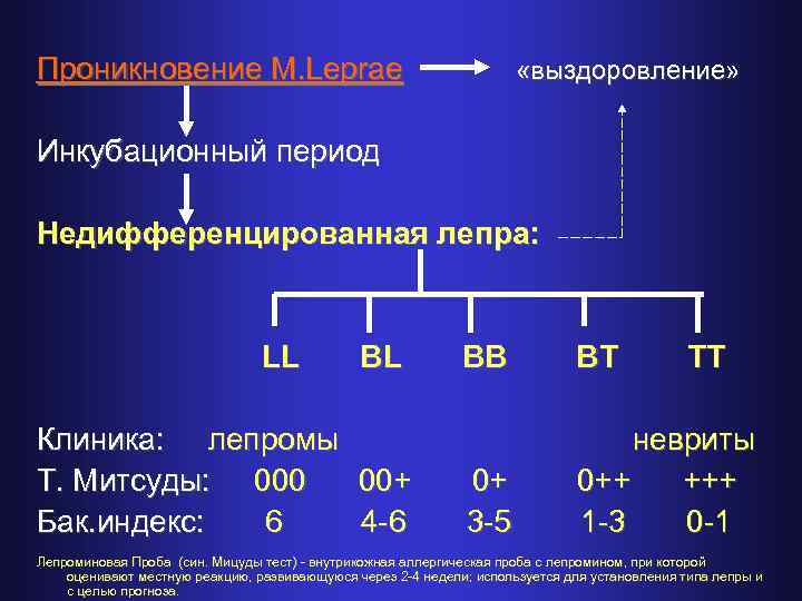 Проникновение M. Leprae «выздоровление» Инкубационный период Недифференцированная лепра: LL BB BT TT Клиника: лепромы
