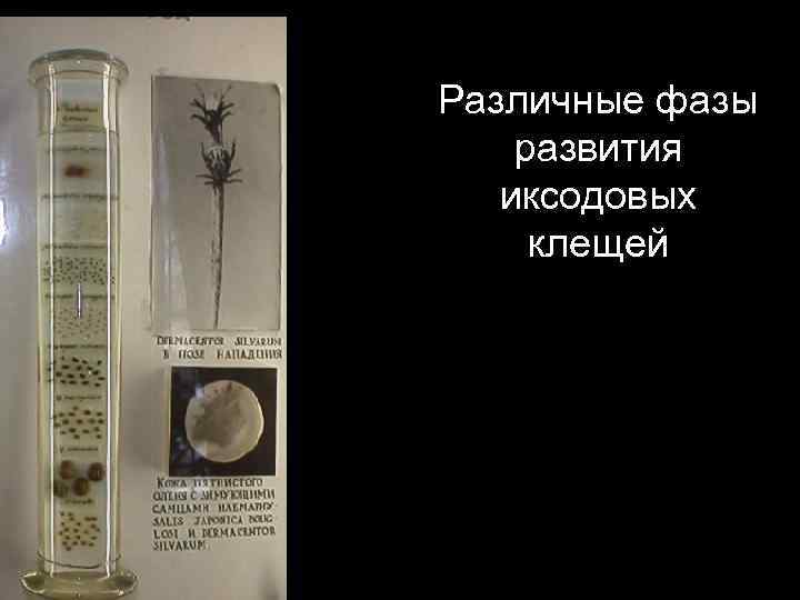 Различные фазы развития иксодовых клещей 