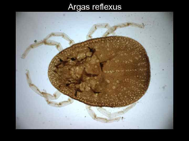 Argas reflexus 