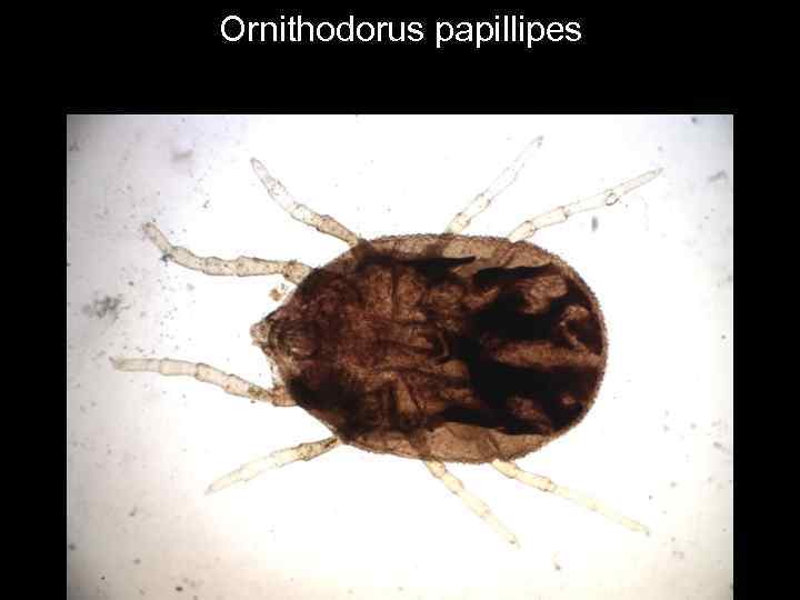Ornithodorus papillipes 