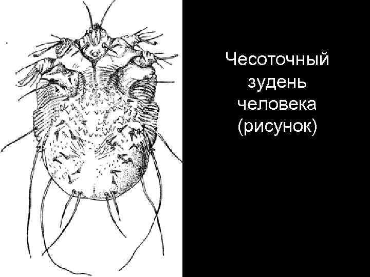 Какой цифрой обозначена на рисунке нимфа половозрелая личинка чесоточного клеща