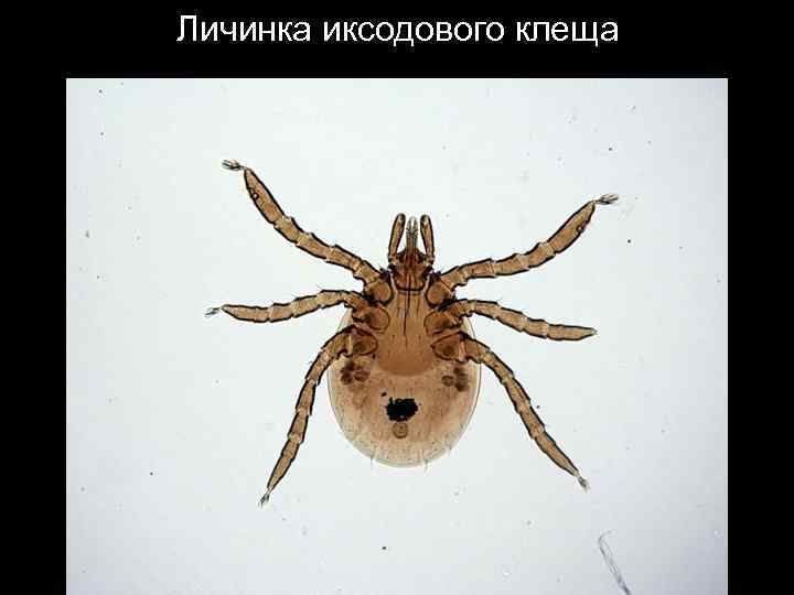 Личинка иксодового клеща 