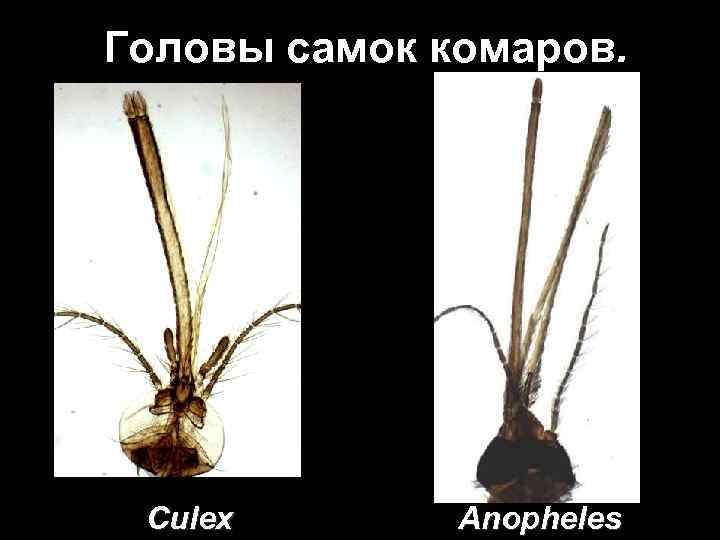 Головы самок комаров. Culex Anopheles 
