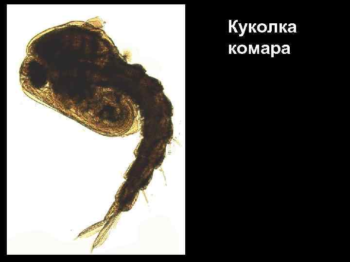 Куколка комара 