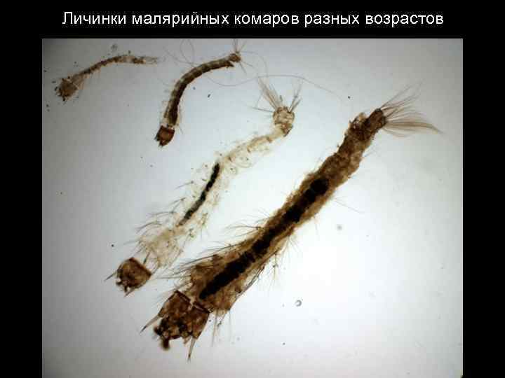 Личинки малярийных комаров разных возрастов 
