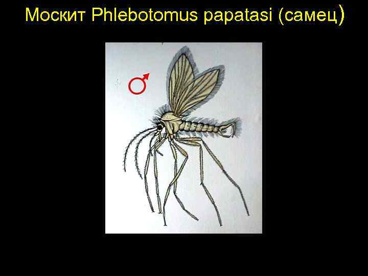 Москит Phlebotomus papatasi (самец) 