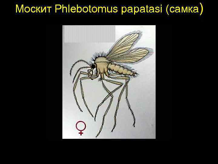 Москит Phlebotomus papatasi (самка) 