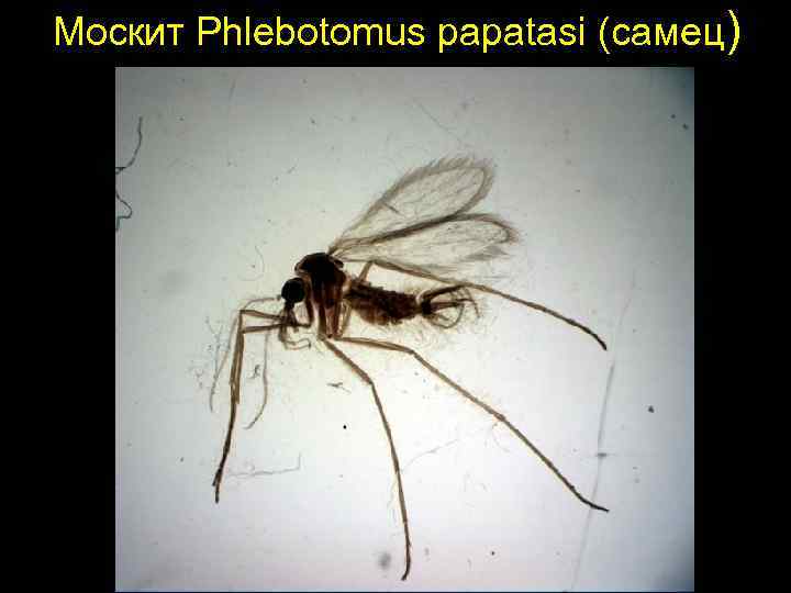 Москит Phlebotomus papatasi (самец) 