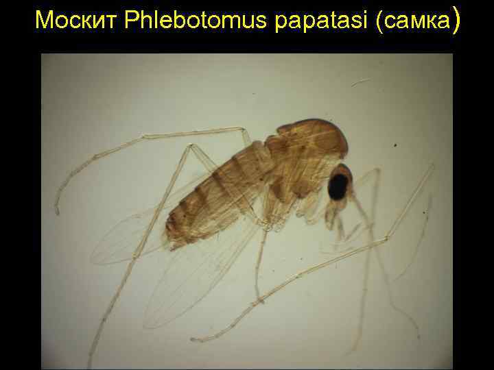 Москит Phlebotomus papatasi (самка) 