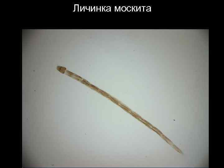 Личинка москита 