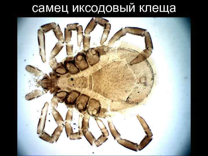 самец иксодовый клеща 