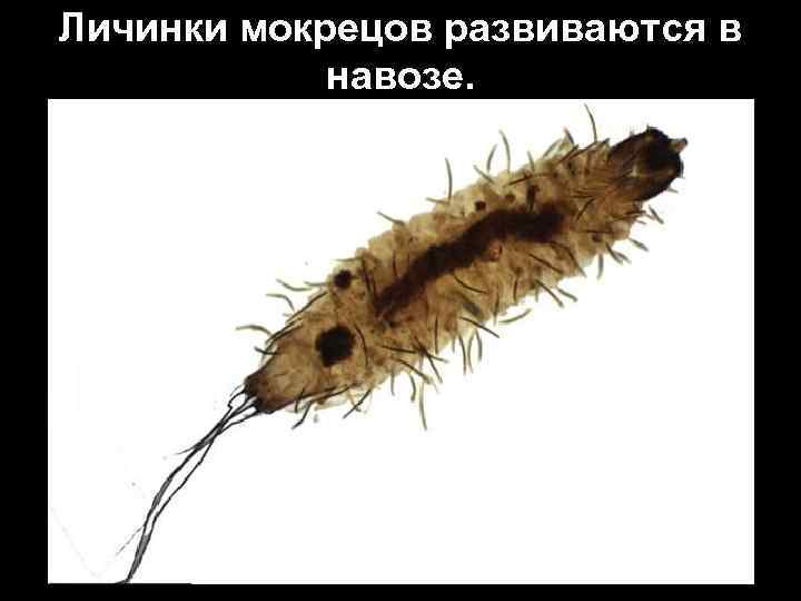 Личинки мокрецов развиваются в навозе. 