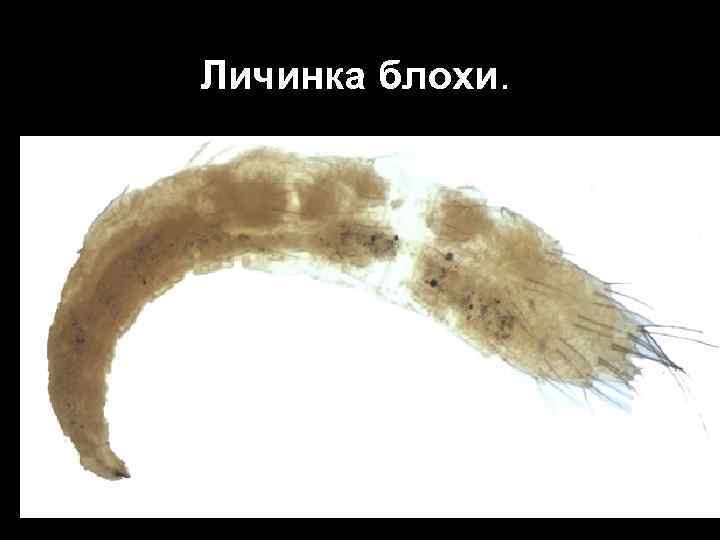 Личинка блохи. 