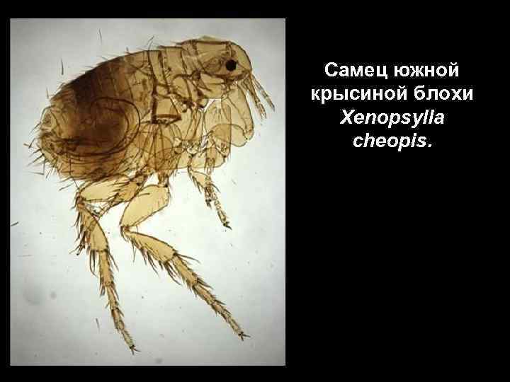 Самец южной крысиной блохи Xenopsylla cheopis. 