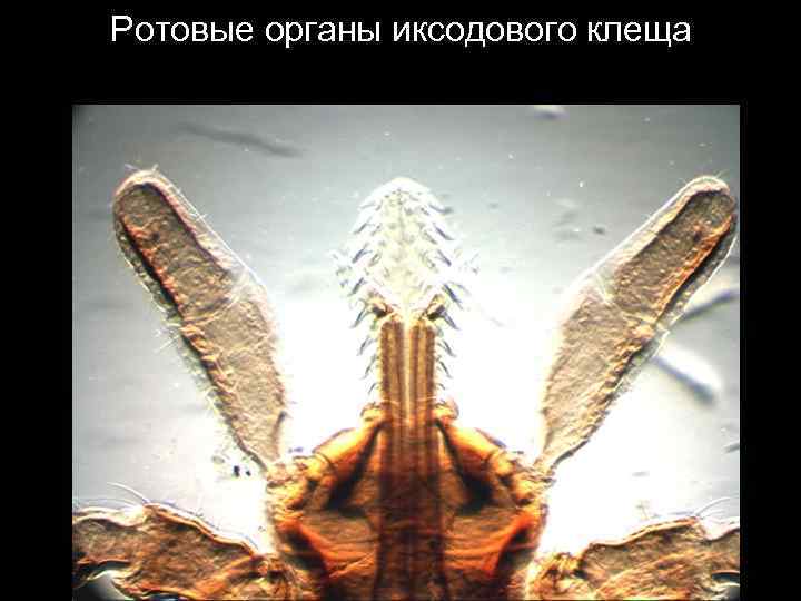 Ротовые органы иксодового клеща 