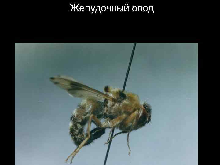 Желудочный овод 