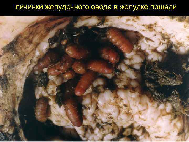личинки желудочного овода в желудке лошади 