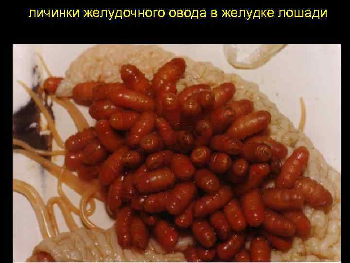 личинки желудочного овода в желудке лошади 