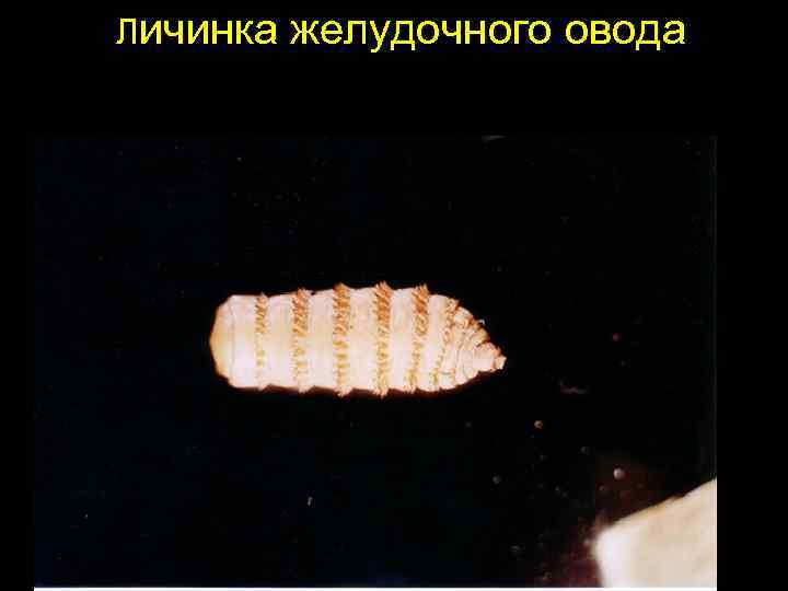 Личинка желудочного овода 