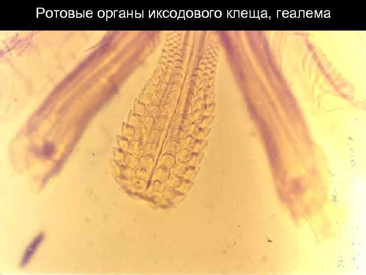 Ротовые органы иксодового клеща, геалема 