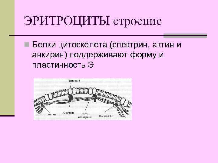 ЭРИТРОЦИТЫ строение n Белки цитоскелета (спектрин, актин и анкирин) поддерживают форму и пластичность Э