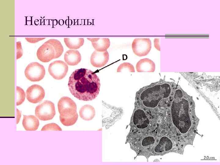Нейтрофилы 