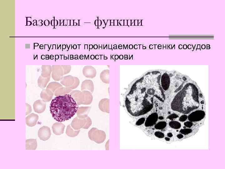 Базофилы – функции n Регулируют проницаемость стенки сосудов и свертываемость крови 
